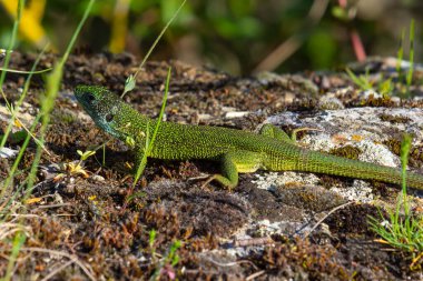 Avrupalı yeşil kertenkele Lacerta viridis otların arasından çıkıyor ve güzel renklerini açığa çıkarıyor..