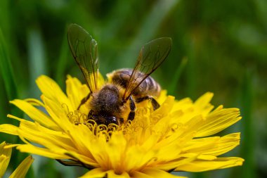 Bir arı bir çiçeğin yanında polen toplar. Bulanık bir arka planda bir arı çiçeğin üzerinden uçar.