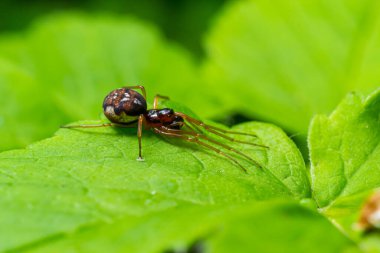 Yeşil yaprağın ucundaki Metellina örümceğinin makro görüntüsü, doğal ortamda vahşi yaşam.