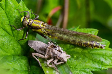Larva yusufçuğu gri kabuğu. Gomphus vulgatissimus 'un Nymphal Exuvia' sı. Exuvia 'dan sarkan beyaz iplikler trakeae çizgileri. Exuviae, kuru dış kaplama çimen yaprağı üzerinde.