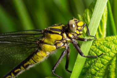 Larva yusufçuğu gri kabuğu. Gomphus vulgatissimus 'un Nymphal Exuvia' sı. Exuvia 'dan sarkan beyaz iplikler trakeae çizgileri. Exuviae, kuru dış kaplama çimen yaprağı üzerinde.