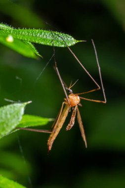 The insect, the Limonia stork fly in the family Limoniidae, has a very small body with orange coloration and long stilt legs and large black eyeballs. clipart