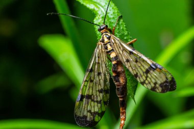 Closeup on a German scorpionfly , Panorpa germanica sitting on a green leaf. clipart