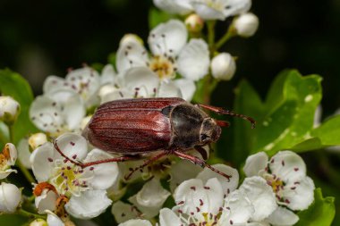 Ağaç dalındaki kavuntha karpuzu böceğinin çıtırtıları. Hayvan yaban hayatı geçmişi.