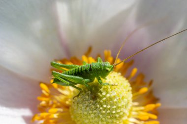 Yeşil çekirge Tettigonia bir çiçek, vahşi yaşam, makro.