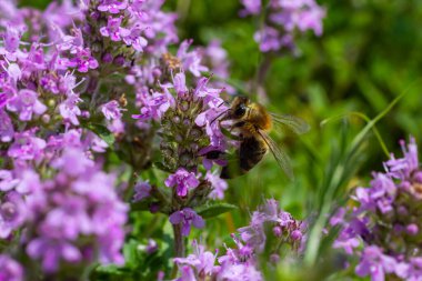 Bir arı bir çiçeğin yanında polen toplar. Bulanık bir arka planda bir arı çiçeğin üzerinden uçar.