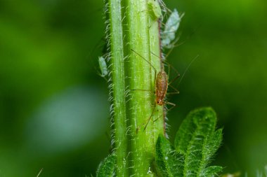 Macrosiphum rosae, yaprak biti, Aphididae, Hemiptera familyasından bir yaprak biti..