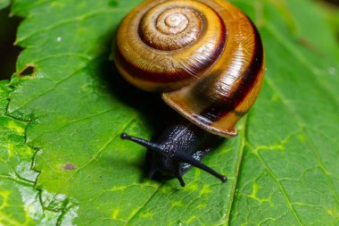 Oxychilus alliarius, yaygın olarak sarımsaklı salyangoz ya da sarımsaklı cam salyangoz olarak bilinir..