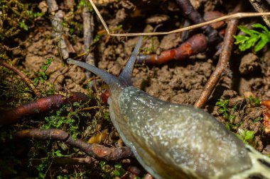 LiMax maximus - leopar slug yerdeki yapraklar arasında tarama ve bir iz bırakır.