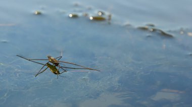 Gerris lacustris 'in ya da sıradan bir göl patencisinin yakın plan fotoğrafı..
