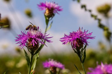 Uçan bir bal arısı bir çiçekte polen toplar..