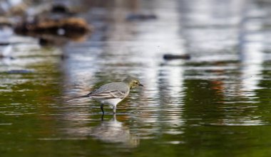 Motacilla alba, Motacillidae familyasından küçük bir kuş türü..