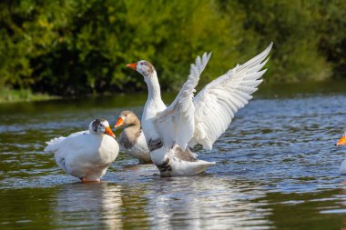 Evcil kaz, insanların etleri, yumurtaları ya da tüyleri için evcilleştirdikleri ve sakladıkları bir kazdır. Evcil kazlar yabani kır kazlarından seçici üreme yoluyla türetilmiştir. .