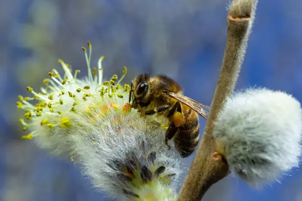 stock image A bee on a branch of a blooming willow.