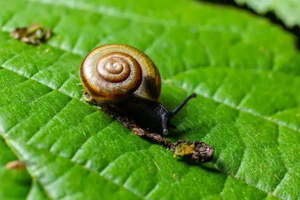 stock image Oxychilus alliarius , commonly known as the garlic snail or garlic glass-snail.