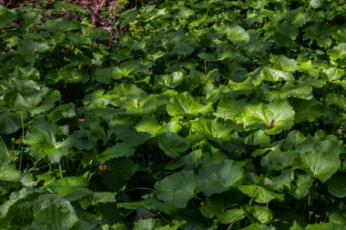 textured leaves and pink inflorescence of Petasites pyrenaicus plant. clipart