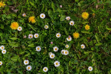 Papatya bahçeye yakın çekim. Bellis perennis.