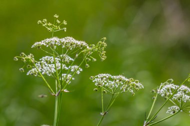 Chaerophyllum hirsutum roseum - Kıllı Chervil pembe umbels.