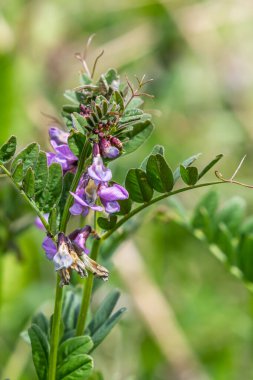 Vicia sepium doğada otlar arasında yetişir..