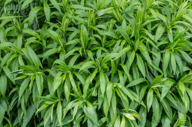 Solidago Peter Pan Goldenrod Yazın sonlarında çiçek açmaya başlıyor.
