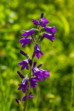 Violet flowers of bellflower Campanula sibirica. clipart