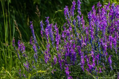 Vetch, vicia cracca valuable honey plant, fodder, and medicinal plant. Fragile purple flowers background. Woolly or Fodder Vetch blossom in spring garden. clipart