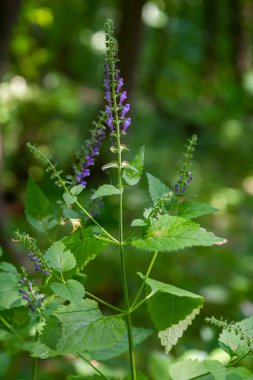 Scutellaria altissima ya da uzun kafatasları küçük mavi aslanağzı gibi yeşil çiçekleri.