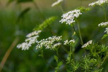 Chaerophyllum hirsutum roseum - Kıllı Chervil pembe umbels.