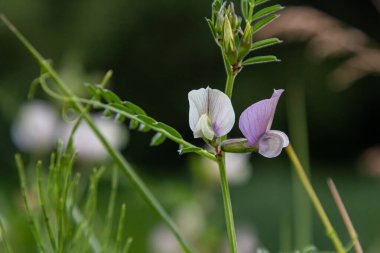 Vicia grandiflora - Baharda vahşi bitki vuruşu.