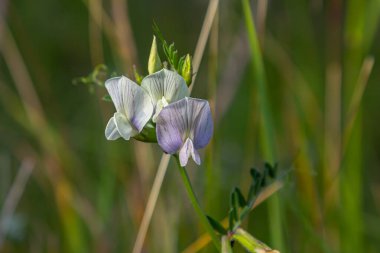 Vicia sativa 'nın çiçeği ya da Vişne çiçeği ya da bahçe veçesi kırmızı çiçek ya da karabiberin çiçeği ya da basitçe vişne.