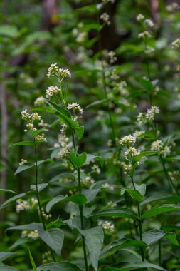 Vincetoxicum hirundinaria. Close up of white swallow wort.Vincetoxicum in the family Apocynaceae. clipart