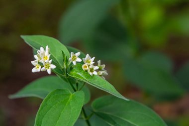 Vincetoxicum hirundinaria. Apocynaceae familyasından beyaz kırlangıç otu..