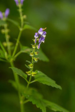 Scutellaria altissima ya da uzun kafatasları küçük mavi aslanağzı gibi yeşil çiçekleri.