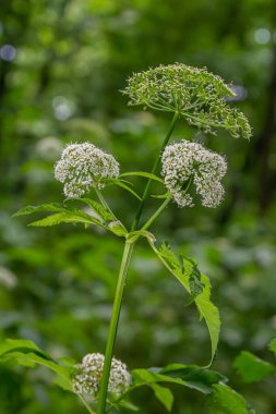 white inflorescence and green leaves of Aethusa cynapium plant. clipart