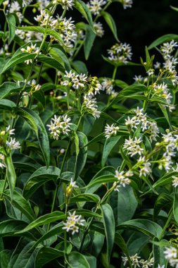 Vincetoxicum hirundinaria. Apocynaceae familyasından beyaz kırlangıç otu..