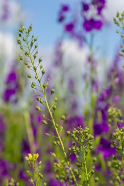 Camelina microcarpa, Brassicaceae. Wild plant shot in spring. clipart