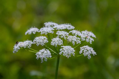 white inflorescence and green leaves of Aethusa cynapium plant. clipart