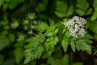 Chaerophyllum aureum Golden Chervil Golden Chervil. clipart