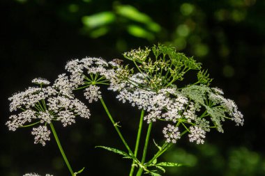 Chaerophyllum hirsutum roseum - Kıllı Chervil pembe umbels.