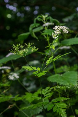 Beyaz Chaerophyllum aureum bitkisi pürüzsüz bokeh.