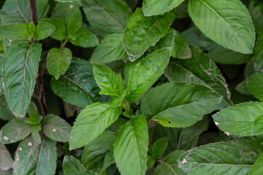 Mentha, nane olarak da bilinir, çay, yiyecek ve diğer içecekler için baharat olarak kullanılır..