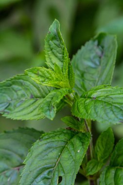 Mentha, nane olarak da bilinir, çay, yiyecek ve diğer içecekler için baharat olarak kullanılır..