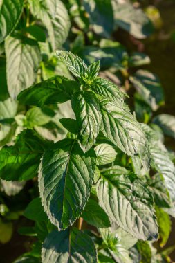 Fas nane yaprağı Latince adı Mentha spicata, Fas.