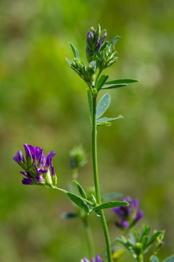 Tarlada yonca çiçekleri. Tıbbi sativa..