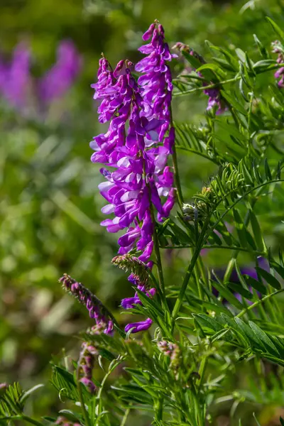 Vetch, vicia cracca değerli bal bitkisi, yem ve tıbbi bitki. Kırılgan mor çiçek arkaplanı. Yünlü ya da Fodder Vetch bahar bahçesinde çiçek açar..