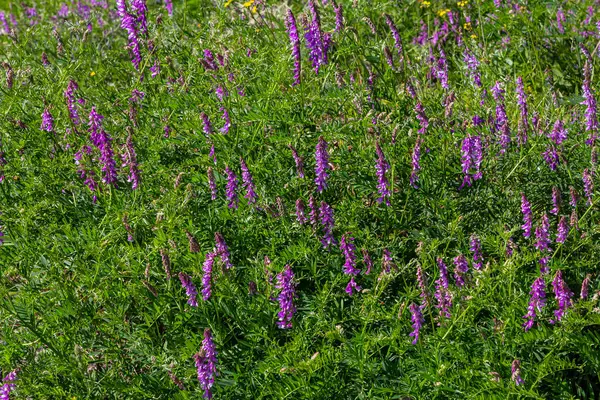 stock image Vetch, vicia cracca valuable honey plant, fodder, and medicinal plant. Fragile purple flowers background. Woolly or Fodder Vetch blossom in spring garden.