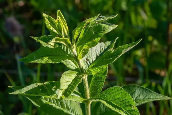 stock image Moroccan mint leaf Latin name Mentha spicata, Moroccan.