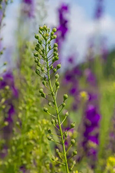 stock image Camelina microcarpa, Brassicaceae. Wild plant shot in spring.