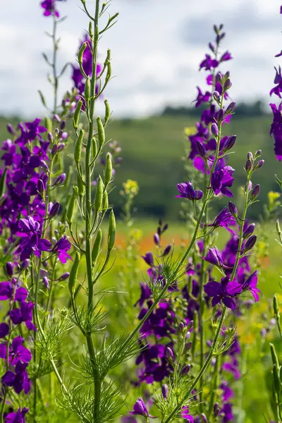 stock image Consolida orientalis. Eastern Larkspur. Bright purple flowers on a green meadow.