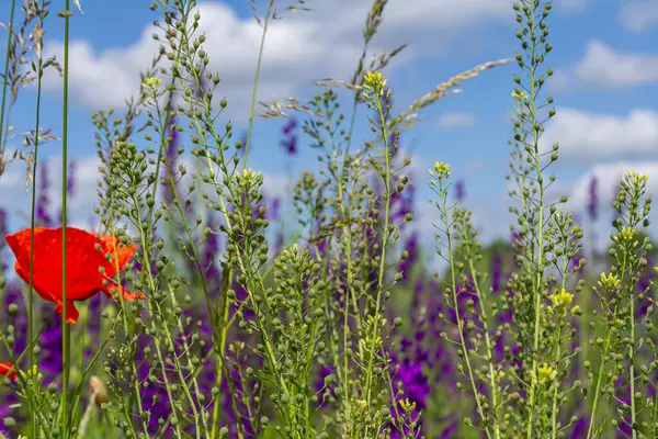 stock image Camelina microcarpa, Brassicaceae. Wild plant shot in spring.